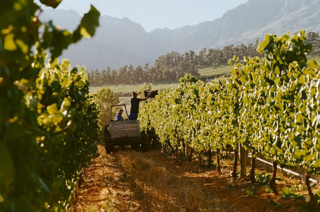 Crew working during the February 2025 Harvest in Harvest in Stellenbosch, South Africa.